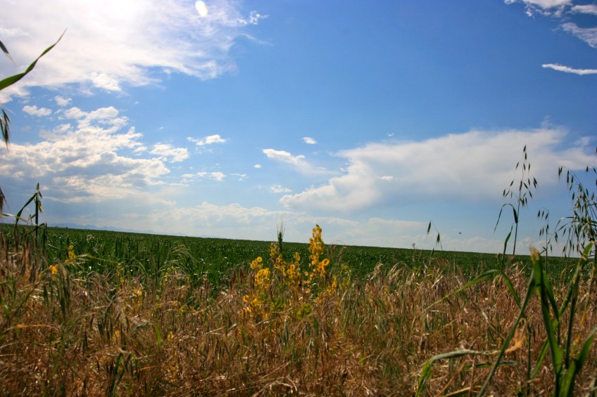 Sky and farmland
