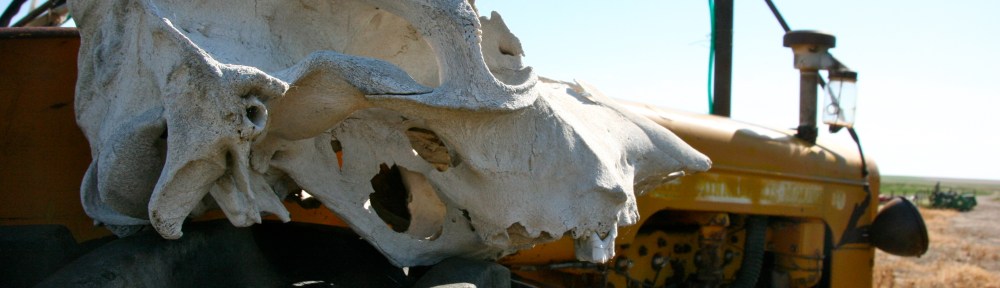 Cow Skull