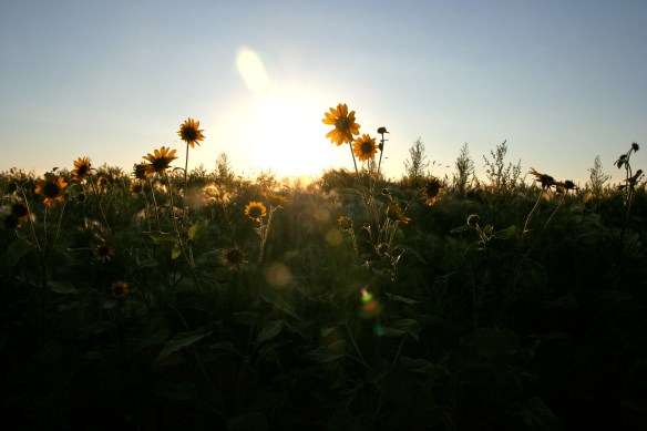 Sunflowers At Dusk On Tiber Dam
