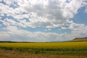 Fields of yellow, clouds of grey