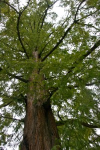 Tree in the Stag Moat Prague Castle Pražský hrad