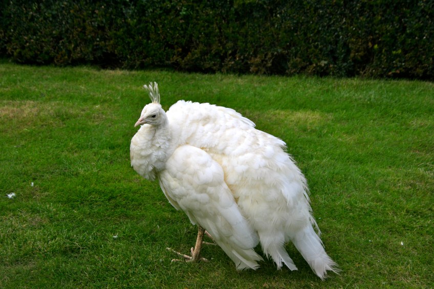 White Peacock Prague