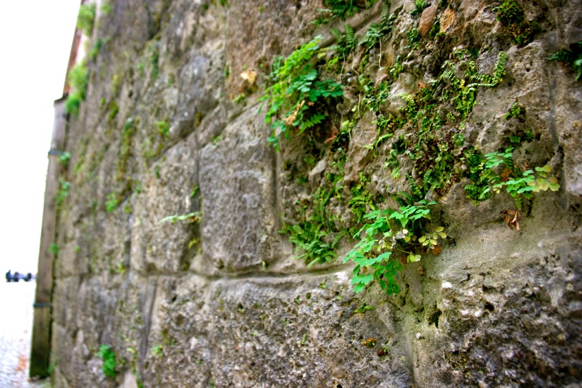 Moss, Hohensalzburg Castle, Salzburg, Austria