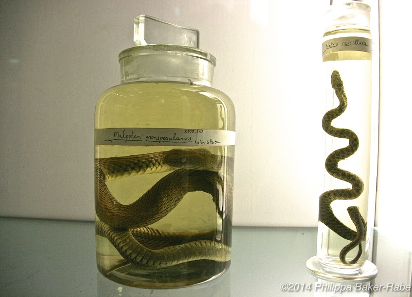 Natural Museum London