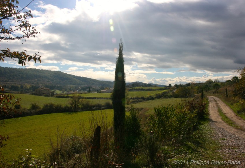 Olive Farm France Ardeche lagorce sunshine