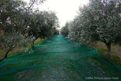 Le filet nets olive farm france lagorce the ardeche region