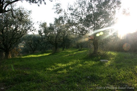 Olive Trees France Lagorce Ardeche Farm