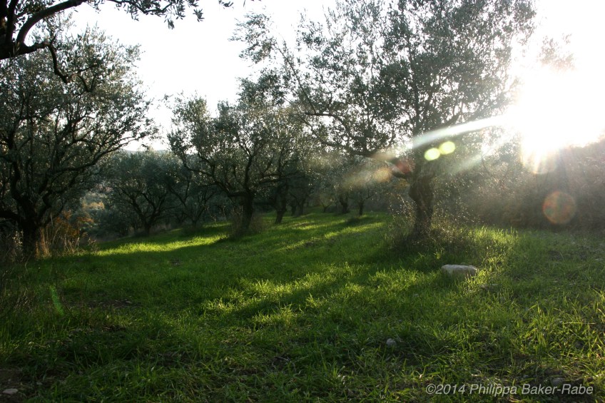 Olive Trees France Lagorce Ardeche Farm