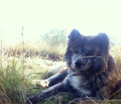 Farm Dog Olive Oil Farm France