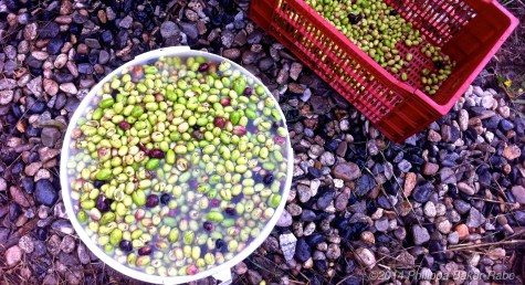 Green Olives Harvest France Farm