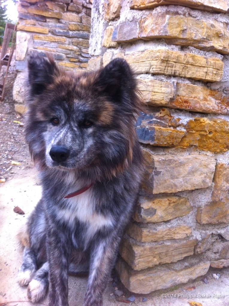 Farm Dog Resting France Lagorce The Ardeche
